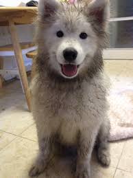 Untimorous Beastie — Crooked Timber