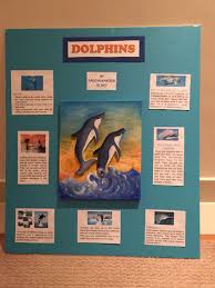 Marine Biology Science Fair Projects 3rd Grade Science Project About Dolphins 3rd Grade Science Projects Science Projects School Projects