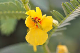 Image result for Chamaecrista biensis