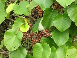 Image result for Argyreia nervosa