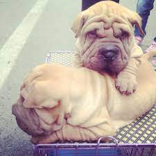 ಠ ಠ哎 这俩兄弟 animals dogs pitbulls