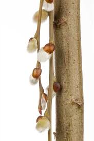 As a willow, this tree naturally lends itself to use near ponds and other water features. Salix Caprea Pendula Hangende Katzchenweide Garten Reiter Gmbh