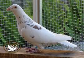 Jay Jay Adli Kullanicinin Racing Pigeons Panosundaki Pin