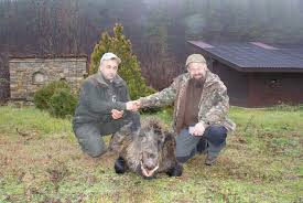 However, following escapes or deliberate releases from wild boar farms or animal collections, they. Big Game Wild Boar Hunting From A High Seat In Bulgaria