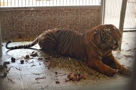 Jalani hidup ini dengan apa yang anda yakini. Meski Cacat Harimau Batua Tetap Buas Mongabay Co Id
