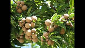 Sapodilla are one of my favorite fruit trees. Sapodilla Fruit Tree Youtube