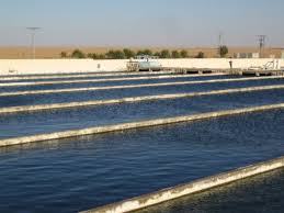 Come try this tree fish farm. Raising Fish In The Desert Not Such An Aberration According To Experts Egypt Independent