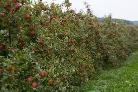 You can always get your apples delivered directly to your door from the farm at honeycrisp.com! How To Grow Honeycrisp Apple Trees Honeycrisp Apple Tree Honeycrisp Apples Apple Tree