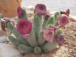 Image result for Hoodia currorii