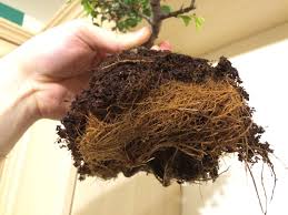 When there are no signs of intense cold that may damage the roots, you may repot your bonsai most especially if you placed it directly in the soil in your garden or if you want to transfer it to a normal size of the pot. How Can I Restore Foliage In A Chinese Elm Bonsai Gardening Landscaping Stack Exchange