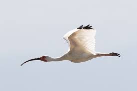 Image result for Ibis White 2008 SR4