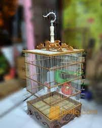 Gambar sarang burung kacer (burungpedia). 43 Harga Sangkar Burung Kacer Terupdate Pojok Burung
