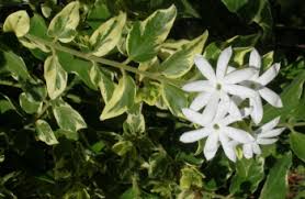 Image result for Jasminum multiflorum