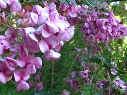 Image result for Virgilia