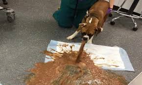 Why Is My Dog Throwing Up Yellow Fluid In 2020 Dog Throwing Up Dog Throw Throwing Up