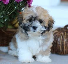 Shihpoo in dogs & puppies for sale. Home Page For Timbercreek Puppies Shihpoo Puppies For Sale Timbercreek Puppies For Sale Shichon Teddybear Shichon Puppies Poodle Mix Puppies Shitzu Puppies