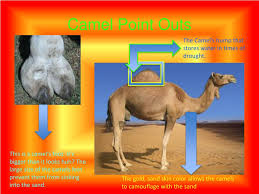 They have long eyelashes and thin, slit nostrils that they can close to protect them. Ppt A D A P T A T I O N S Powerpoint Presentation Free Download Id 5533639