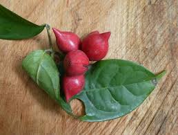 Image result for Artabotrys likimensis