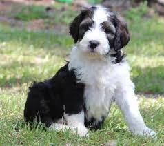 (for more information, see our sister site at www.bernedoodlesoftherockies.com ) all puppies are sold with a one year written health guarantee for any genetic issues that may arise, and a two year written health guarantee for hips and elbows and a spay and neuter agreement. Cobblestone Bernedoodle Puppies Homepage Beautiful Bernedoodle Puppies For Sale Cobblestone Bernedoodles