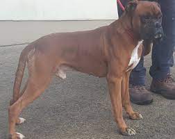 Check spelling or type a new query. Boxers For Adoption In Ireland Posts Facebook
