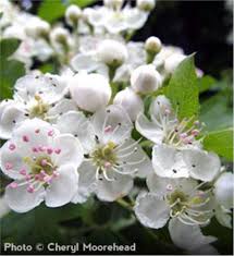 Although covid restrictions for vaccinated individuals have been lifted, masks will remain mandatory for all patients/visitors coming into hawthorn facilities. Washington Hawthorn Tree On The Tree Guide At Arborday Org