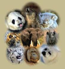 Collage Endangered Animals Most Endangered Animals Animals