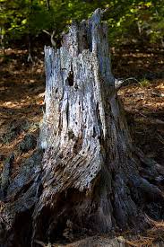 Whatever the reason, we love them, and we know you do too, which is why we collected some inspiring and crazy cool pictures of tree stump upcycles that you'd better not miss! Royalty Free Trees Stumps Photos Free Download Pxfuel