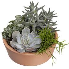 Check spelling or type a new query. Livraison De Fleurs Succulentes 123fleurs