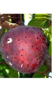 Image result for Annona reticulata
