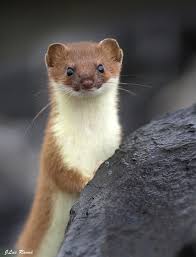Portrait D Hermine Ermine By Jean Luc Ronne On 500px Cute Animals Animals Cute Ferrets
