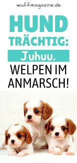 Wann kommt mein kind auf die welt? Hund Trachtig Juhuu Welpen Im Anmarsch In 2021 Hunde Welpen Rassen