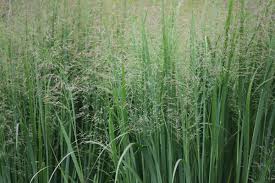 Image result for Panicum pansum