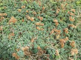 This week at Macquarie Island: 1 February 2019