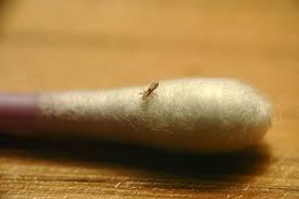 Image result for lice vs nits