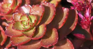 Looks a bit like a miniature crassula platyphylla, with the flattish and reddish leaves. Sedum Spurium Care Learn To Grow And Use The Two Row Stonecrop