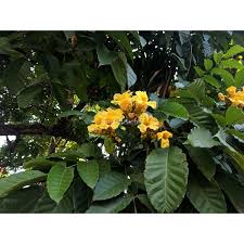 Image result for Markhamia lutea