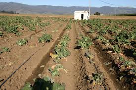 Cabbage root maggot life cycle. Insecticides Effective Against Cabbage Maggot Salinas Valley Agriculture Anr Blogs