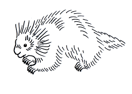All rights belong to their respective owners. Porcupine Coloring Pages Best Coloring Pages For Kids