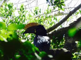 Image result for Lannea welwitschii