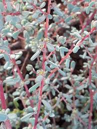 Image result for Suaeda