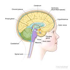 I hope it helped you understand the. The Human Nervous System Mind Map