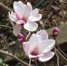 Belle of georgia peach tree zones: Georgia Backyard Nature Trees And Shrubs