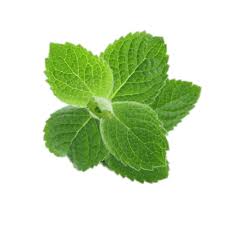 mint png pictures free download mint leaves pepermint free transparent png logos mint png pictures free download mint