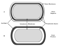Check spelling or type a new query. Viscoelasticity In Biological Systems A Special Focus On Microbes Intechopen