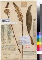 Image result for Bulbophyllum schinzianum