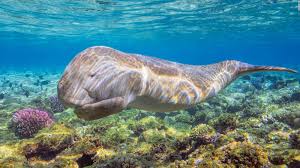 Square waves look like a. Best Things To Do On Water In Egypt Cnn Travel