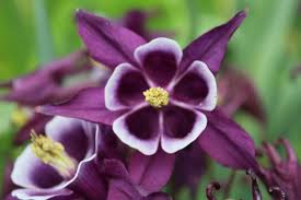 1 florist flower arrangements is a premium local florist in long island. Flowers At An Urban Farm In Long Island City Ny With Bees Album On Imgur