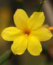 Image result for Jasminum nudiflorum