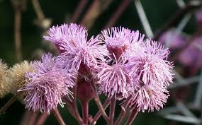 Image result for Campuloclinium macrocephalum