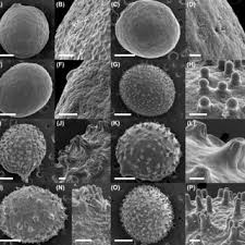 Image result for Nymphoides brevipedicellata